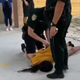 Illustration for article titled Black Student Who Was Knocked Unconscious by Florida Officer Is ‘Traumatized’ and Seriously Injured, Family Says
